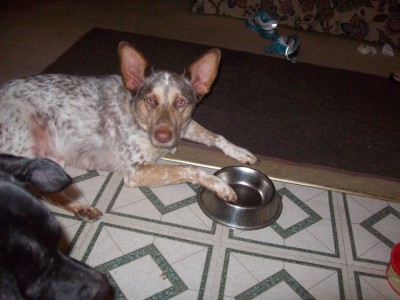 She is not pleased that the food bowl is empty!