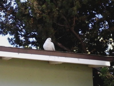 Albion, at the corner of the roof