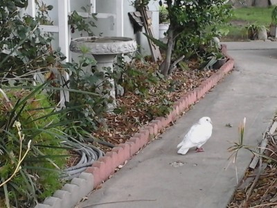 Chillin by the birdbath