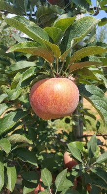 Picking magical fruits near my home