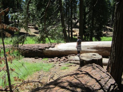 many felled trees