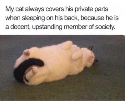 cat cover.jpg