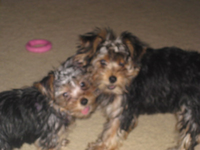 Sorry it's blurry. Wally and Sabrina as puppies. Wally is to the left.