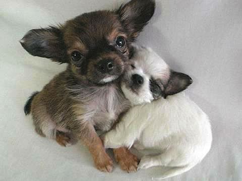 snuggling puppies